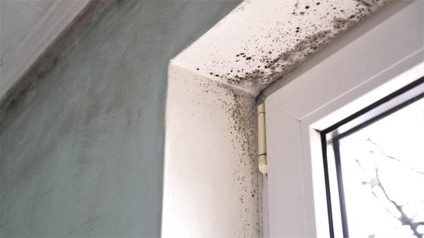 Professional Mold Removal in Sprague, WV