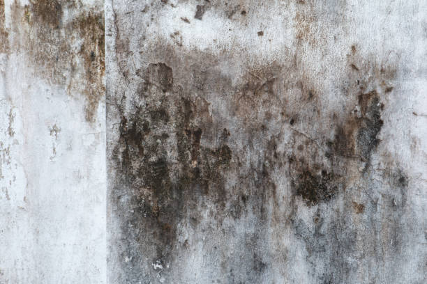 Best Water Damage & Mold Remediation  in Sprague, WV