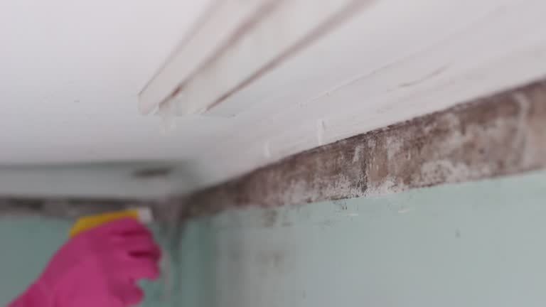 Best Real Estate Mold Inspection  in Sprague, WV